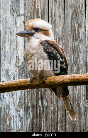 Der Kookaburra oder Laughing Kookaburra ist Australiens berühmtesten Vogel. Stockfoto