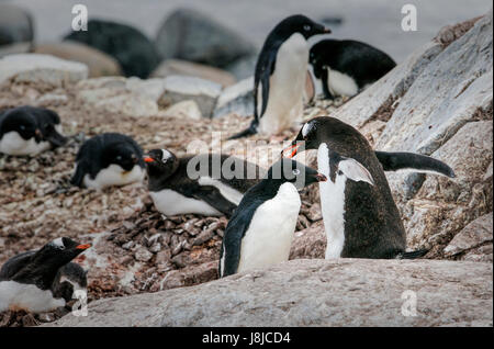 Adelie und Gentoo (orange Schnabel) Pinguine nisten zusammen auf Petermann Island in der Antarktis. Stockfoto