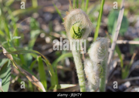 Zimt-Farn Fiddleheads Stockfoto