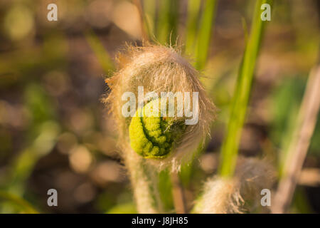 Zimt-Farn Fiddleheads Stockfoto