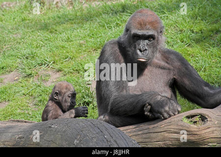 Tier, Afrika, Affe, nachkommen, Affen, Jungtier, Baby, Gorilla, Orange, Hand, Stockfoto