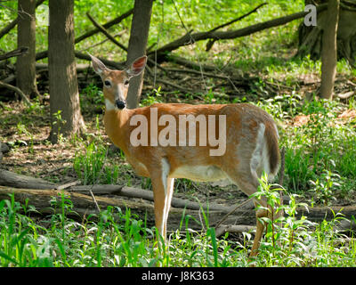 White-Tail Hirsch Doe Häutung Winter grau Fell für Sommer rot. Stockfoto