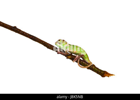 Reptil, Echse, Jungtier, Baby, Chamäleon, jung, jünger, Futter, Tier, Haustier, Stockfoto