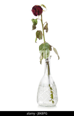 isoliert, Blume, Pflanze, rose, trocken, ausgetrocknet, öde, welke, welken, rot, Stockfoto