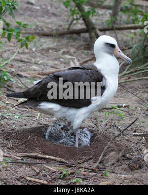 Laysan Albatross (Phoebastria immutabilis)-Elternteil, der über einem kleinen Küken auf einer Pazifikinsel auf dem Nest steht Stockfoto