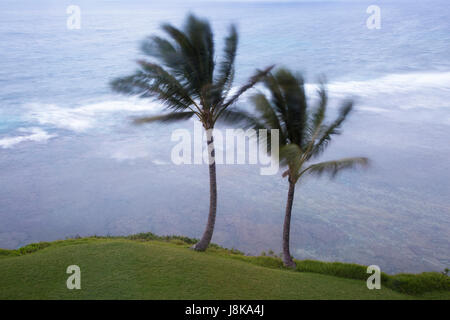 Palmen, die bei einem Sturm an der Pazifikküste Hawaiis in starkem Wind wehen Stockfoto