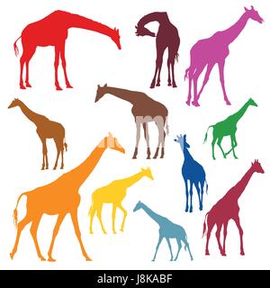 Satz von gefärbten Silhouetten der Giraffen in verschiedenen Farben, die isoliert auf weißem Hintergrund Stock Vektor