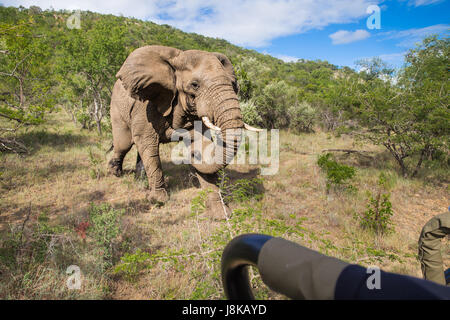 Südafrika - 15 Januar: Eng mit einem Elefanten während der Safari im Mkuze Falls Game Reserve besuchen Stockfoto