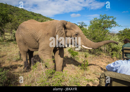 Südafrika - 15 Januar: Eng mit einem Elefanten während der Safari im Mkuze Falls Game Reserve besuchen Stockfoto