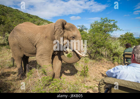 Südafrika - 15 Januar: Eng mit einem Elefanten während der Safari im Mkuze Falls Game Reserve besuchen Stockfoto