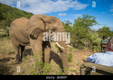 Südafrika - 15 Januar: Eng mit einem Elefanten während der Safari im Mkuze Falls Game Reserve besuchen Stockfoto