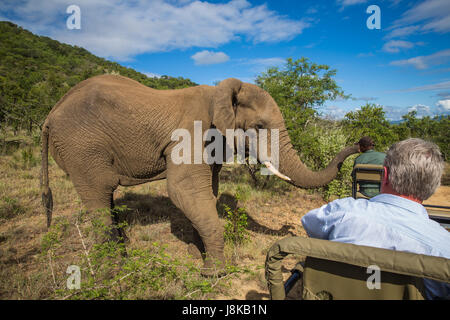 Südafrika - 15 Januar: Eng mit einem Elefanten während der Safari im Mkuze Falls Game Reserve besuchen Stockfoto