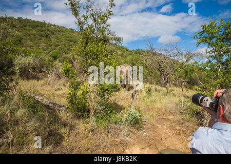 Südafrika - 15 Januar: Eng mit einem Elefanten während der Safari im Mkuze Falls Game Reserve besuchen Stockfoto