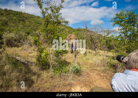 Südafrika - 15 Januar: Eng mit einem Elefanten während der Safari im Mkuze Falls Game Reserve besuchen Stockfoto