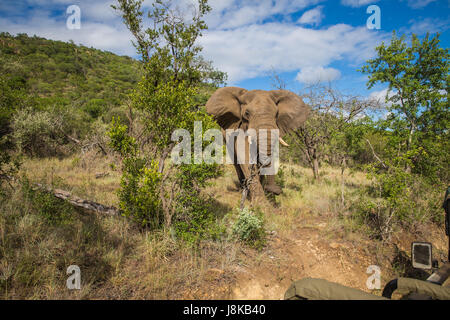 Südafrika - 15 Januar: Eng mit einem Elefanten während der Safari im Mkuze Falls Game Reserve besuchen Stockfoto