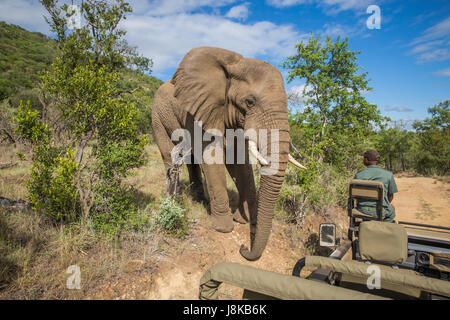 Südafrika - 15 Januar: Eng mit einem Elefanten während der Safari im Mkuze Falls Game Reserve besuchen Stockfoto