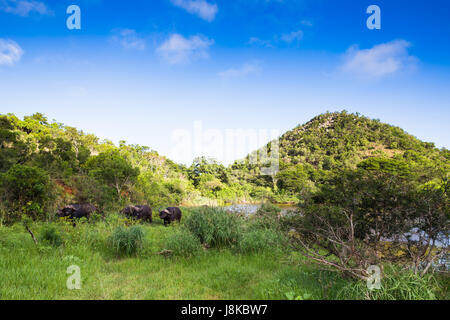 Buffalo in Mkuze Falls Reserve Südafrika Stockfoto
