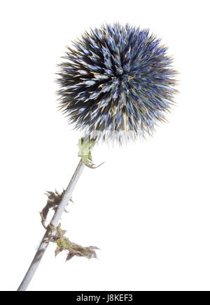 getrocknete blaue Distel Blume Closeup in weißem Rücken Stockfoto