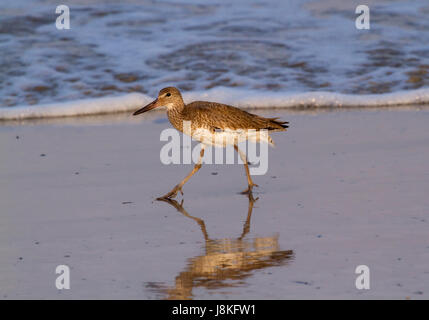 Willet (Tringa semipalmata) Wandern im Wattenmeer Stockfoto