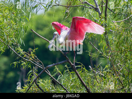 Die rosige Löffler (Platalea Ajaja) Stockfoto