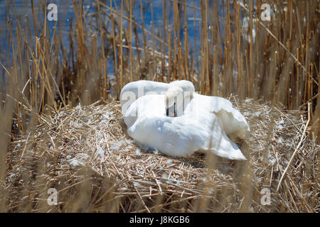 Mutter Höckerschwan sitzen auf ihren Eiern im nest Stockfoto