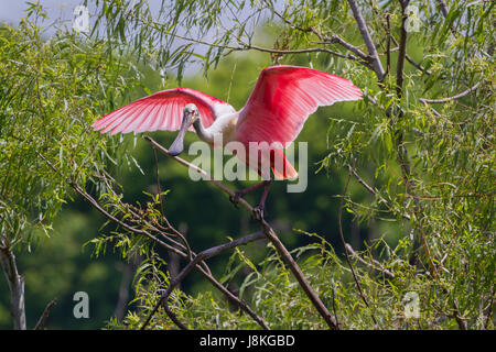 Der Rosalöffler (Platalea ajaja) Ausgleich auf den Ast mit ausgebreiteten Flügeln, Texas, USA Stockfoto