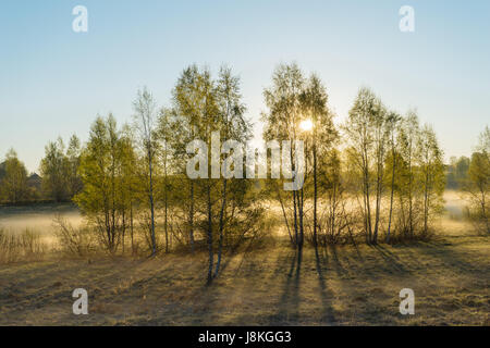 Strahlen der Morgensonne scheint durch Birken und Nebel im Frühjahr. Kulturlandschaft von springtime Stockfoto