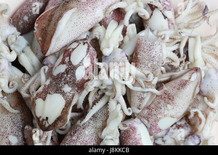 Gekochte Krake des Stapels für Design-Essen-Hintergrund. Stockfoto