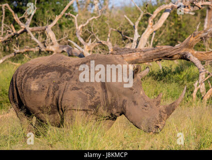 Breitmaulnashorn in der Savanne im Hlane Royal National Park, Swasiland Stockfoto