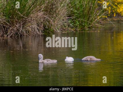 Zwei Wochen alten Höckerschwan Babiesswimming auf einem Teich im Stadtteil Büchenbach von der Stadt Erlangen, Bayern - Deutschland Stockfoto