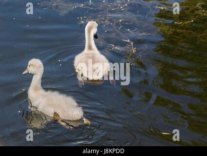 Zwei Wochen alten Höckerschwan Babiesswimming auf einem Teich im Stadtteil Büchenbach von der Stadt Erlangen, Bayern - Deutschland Stockfoto