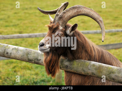 Ziege, Bock, Goatbeard, Ziegenbock, Ziege, Bock, Horn, Augen, Zoo, Kornette, Stockfoto