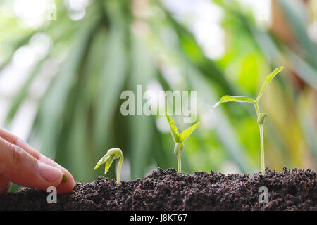 Grüne Sojasprossen auf Boden in das Gemüse Garten und Natur Bokeh Hintergrund für Konzept des Wachstums und der Landwirtschaft. Stockfoto