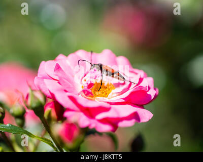 Longhorn Beetle auf rosa Fucsia Blume Stockfoto