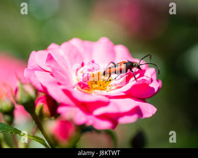 Hummel, die Fütterung auf rosa Fucsia Blume Stockfoto