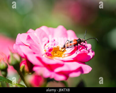 Hummel, die Fütterung auf rosa Fucsia Blume Stockfoto
