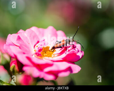 Longhorn Beetle - Corymbia Cordigera - Brachyleptura Cordigera männlich auf frische Blume Stockfoto