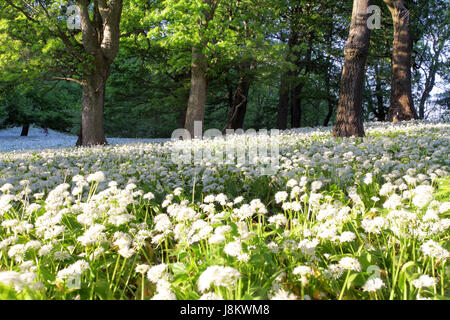 Bärlauch-Blumen im Wald Stockfoto