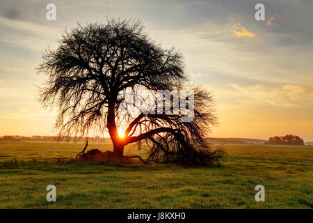 Baum am Sonnenuntergang in einem Herbst Feld Stockfoto