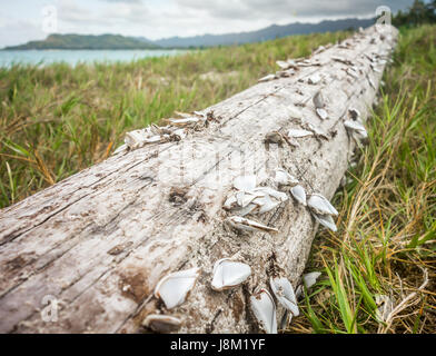 Gooseneck Rankenfußkrebse stecken, ein Stück Treibholz, die an der Küste in der Nähe von Kailua Beach auf der Insel Oahu, Hawaii angespült. Stockfoto