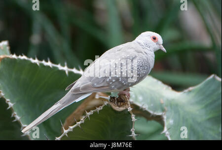 Wüste, Ödland, Tier, Wien, Zoo, Österreich, Taube, grau, grau, Natur, Stockfoto