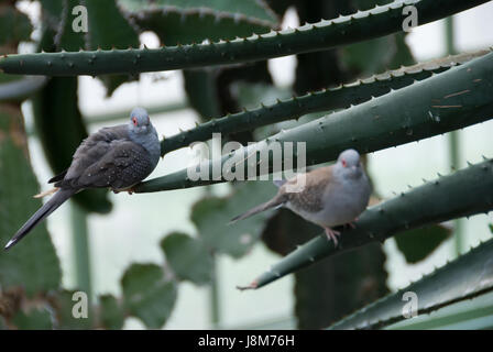 Wüste, Ödland, Tier, Wien, Zoo, Österreich, Taube, grau, grau, Natur, Stockfoto