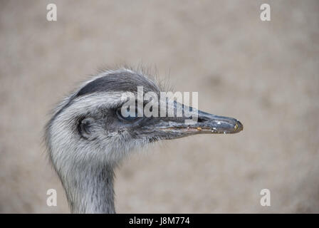 Tier, Wien, Zoo, Österreich, Taube, Natur, gemeinsame Rhea, Rhea Americana, Stockfoto