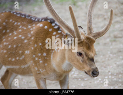 Tier, Wien, Indien, Zoo, Österreich, Taube, Natur, Axishirsche, Eventoed, Stockfoto