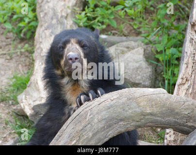 Tier, Wien, Zoo, Österreich, Süd-Amerika, Taube, Natur, Schönbrunn, Stockfoto