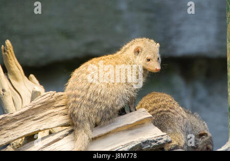 Tier, Natur, Zoo, Wien, Österreich, Taube, Erdmännchen, Erdmännchen, Schönbrunn, Stockfoto