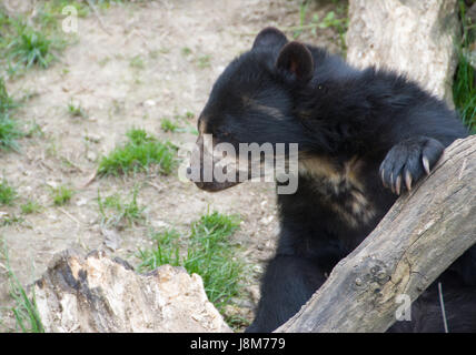 Tier, Wien, Zoo, Österreich, Süd-Amerika, Taube, Natur, Schönbrunn, Stockfoto