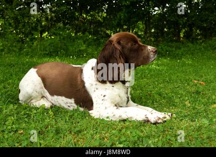 Springer Spaniel Stockfoto