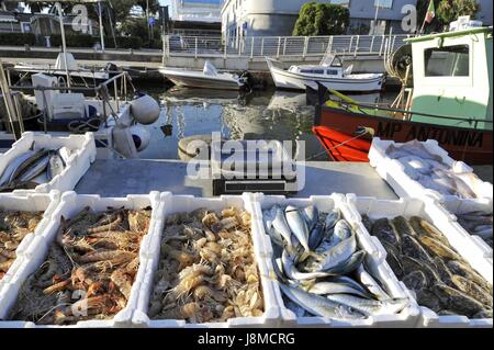 Viareggio (Toskana), Badeort, die Rückkehr der Fischerboote in Burlamacca Hafenkanal, Direktverkauf von Fisch auf der Anklagebank Stockfoto