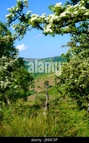 Um Exmoore Nationalpark Devon England UK Crook Horn Hill Stockfoto
